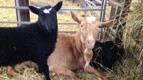 Goat and two lambs at White Post Farm