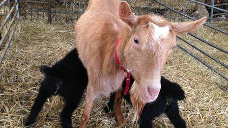 Sheep and goat at White Post Farm