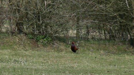 Phil the pheasant