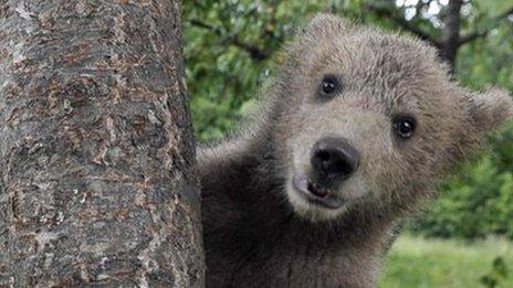 Brown bear cub