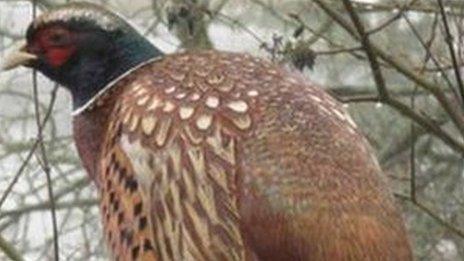 A male pheasant.