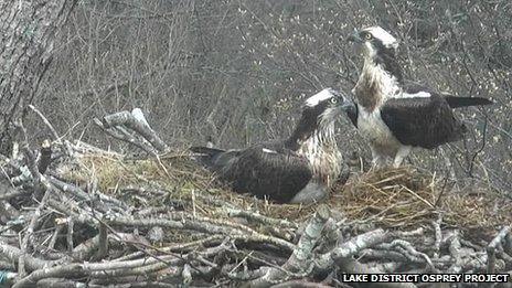 Bassenthwaite ospreys