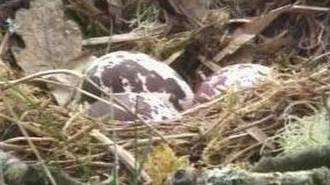 Osprey eggs