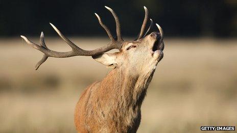 Red deer