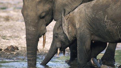 African forest elephant mother and calf drink water at a salt lick in the Dzanga-Sangha reserve, Central African Republic