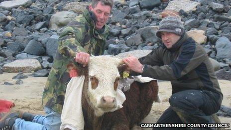 Rescued cow at Cefn Sidan beach in Carmarthenshire