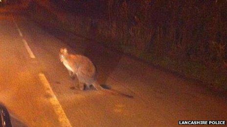 Wallaby near Winmarleigh