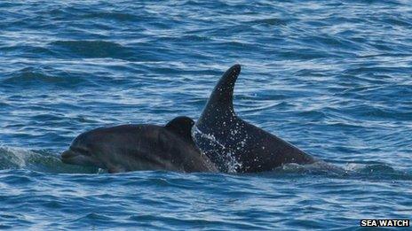 Bottlenose dolphin mother and calf