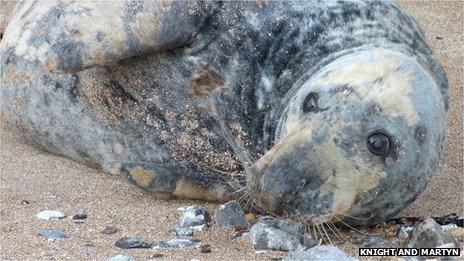 Beached seal