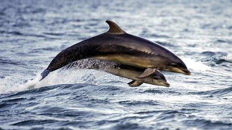 Bottlenose dolphins