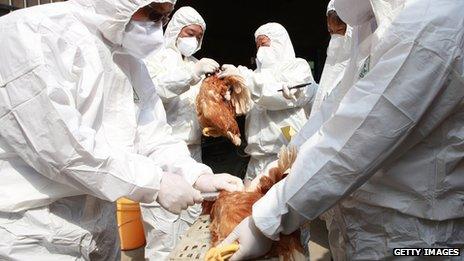 Health workers inspect chickens