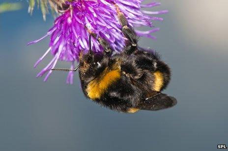 Bumble bee