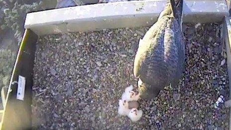 Peregrine falcon and chicks at Norwich Cathedral