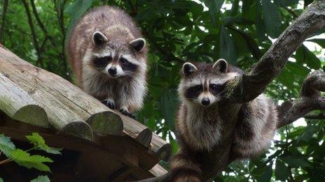 Missing raccoons Turpin and Bandit