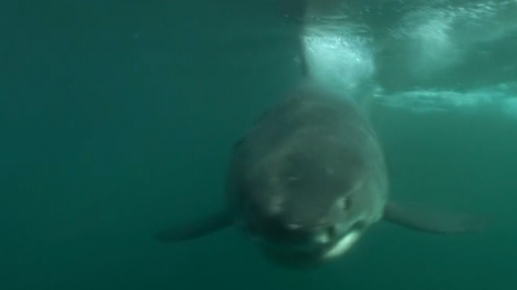 A shark off Cape Town