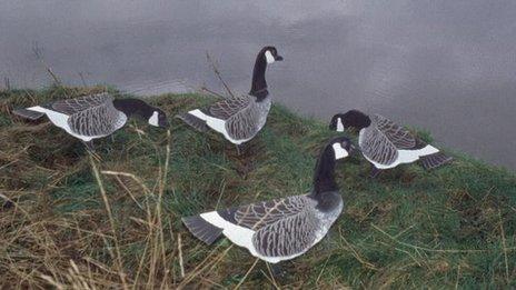 Canada geese