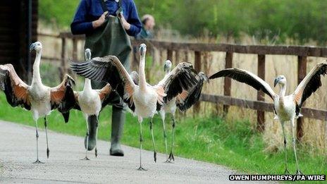 Flamingo chicks