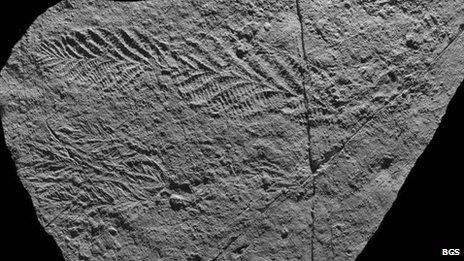 One of the casts from Charnwood Forest, showing two of the newly-found fossils.