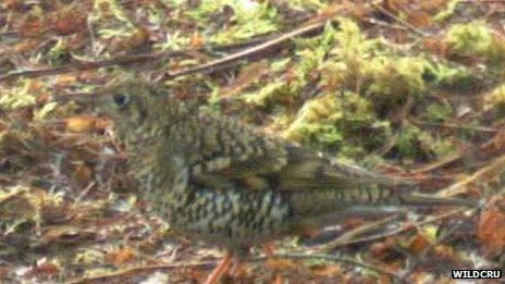 White's thrush