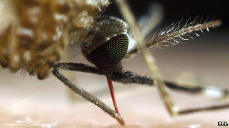 Mosquito sucking blood