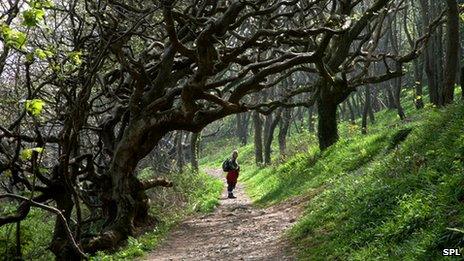 Areas of woodland can harbour ticks