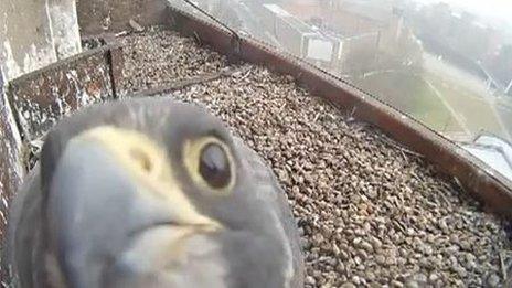 A peregrine falcon looking into the webcam at Derby Cathedral.