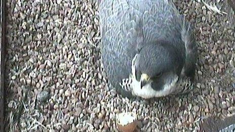 A peregrine falcon with a broken egg shell.