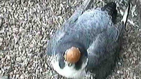 The falcon picks up the egg shell with its beak