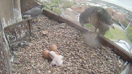 A small peregrine falcon chick stands next to the other three eggs