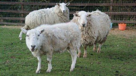 Sheep at Brinsley Animal Rescue