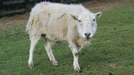 Sheep at Brinsley Animal Rescue