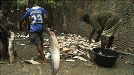 Fishermen empty bucket of fish