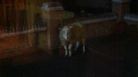 Sheep on patio in Oakerthorpe