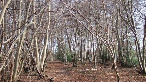 Trees with suspected as dieback