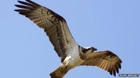 An osprey flying above Rutland Water.