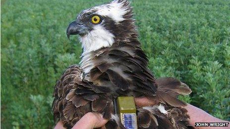 An osprey wearing a GPS tracker.