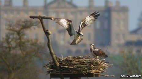 Two ospreys in their nest.