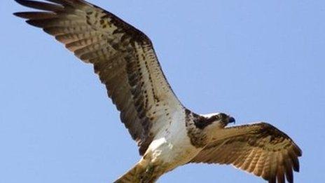 An osprey flying above Rutland Water.