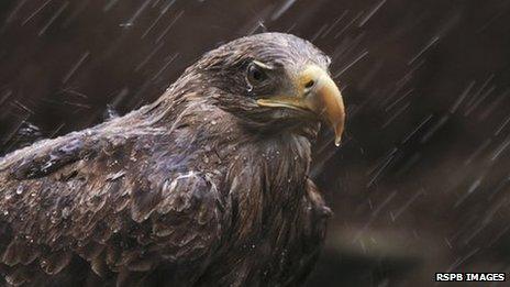 White tailed sea eagle