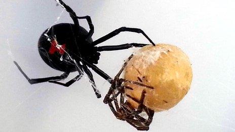 Black widow spider