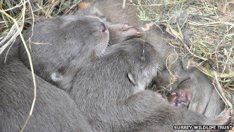 Fully-grown otter pups