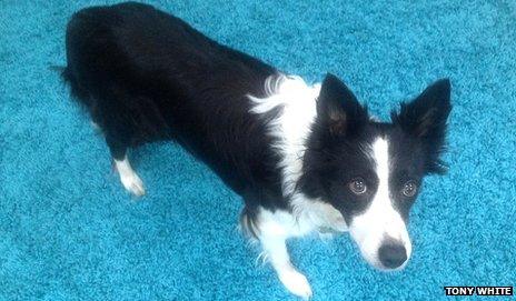 Meg, Tony White's border collie