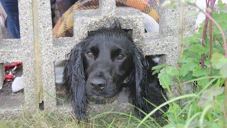 Cocker spaniel Lexi