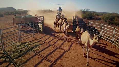 Camels being rounded up