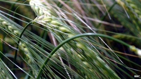 Crops growing in a field