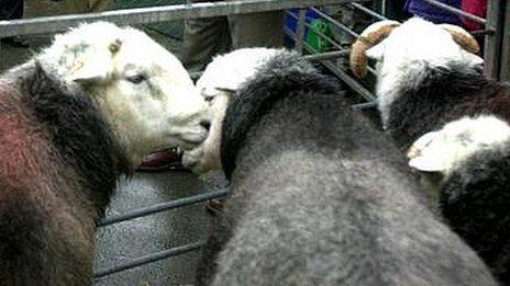 Herdwick sheep