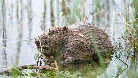 Beaver in water