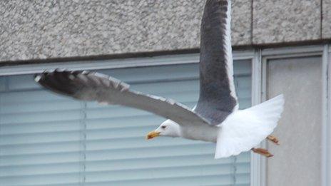 A land gull