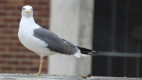 A land gull in Gloucester