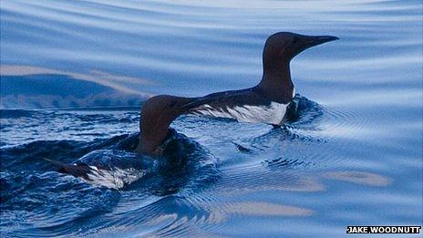 Guillemots seen swimming in the Swinge off Alderney covered in a glue like substance (photo: Jake Woodnutt)